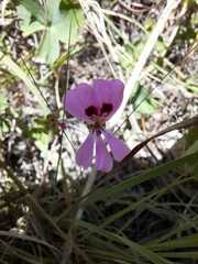 Pelargonium patulum patulum