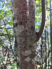 Alnus incana