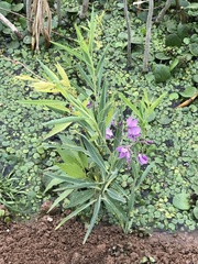Solanum glaucophyllum
