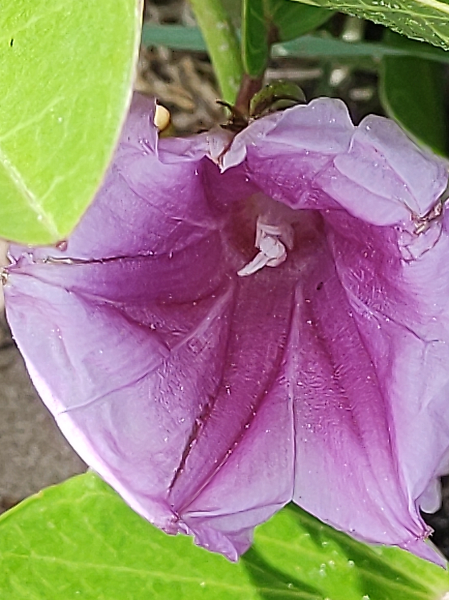 Ipomoea pes-caprae