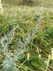 Artemisia dracunculus glauca
