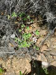 Pelargonium patulum patulum