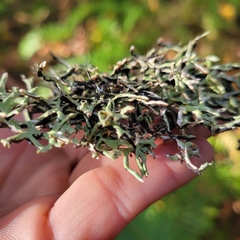 Hypogymnia imshaugii