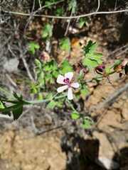 Pelargonium patulum patulum