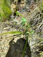 Pelargonium patulum patulum