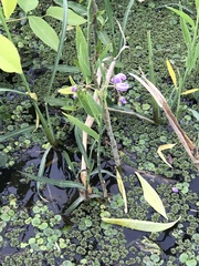 Solanum glaucophyllum