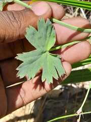 Pelargonium patulum patulum