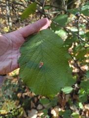 Alnus incana