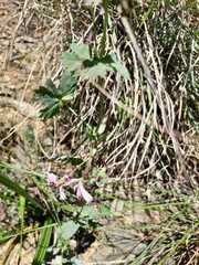Pelargonium patulum patulum