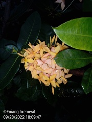 Ixora