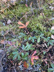 Sibbaldiopsis tridentata