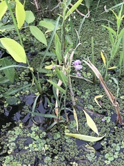Solanum glaucophyllum