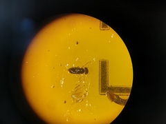 Aphelinidae
