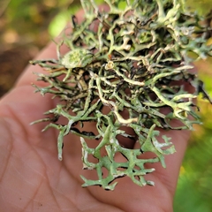Hypogymnia imshaugii