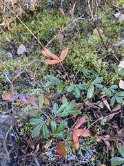 Sibbaldiopsis tridentata