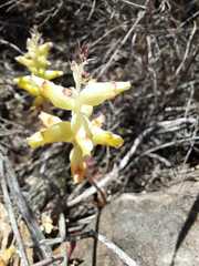 Lachenalia lutea