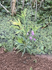 Solanum glaucophyllum