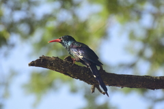 Phoeniculus purpureus