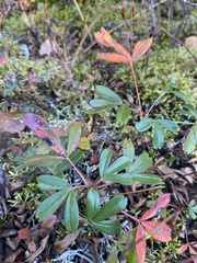 Sibbaldiopsis tridentata