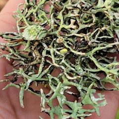 Hypogymnia imshaugii