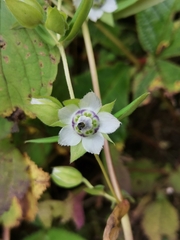 Swertia pubescens