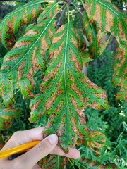 Xylella fastidiosa
