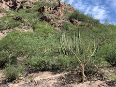 Stenocereus thurberi