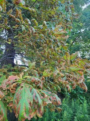 Xylella fastidiosa