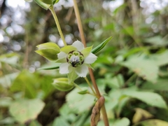 Swertia pubescens