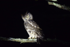 Bubo africanus africanus