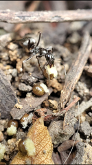 Formica fusca