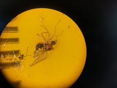 Elaphropeza ephippiata