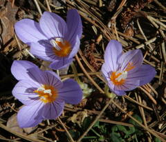 Crocus pulchellus