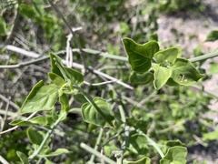 Justicia californica