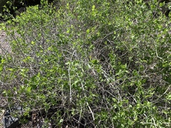 Justicia californica