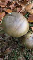 Amanita phalloides