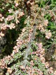 Erica trichadenia