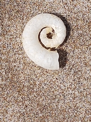 Spirula spirula
