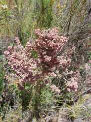 Erica trichadenia