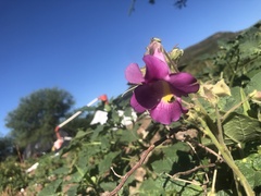 Proboscidea louisianica fragrans