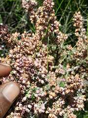 Erica trichadenia