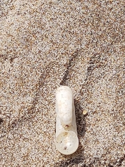 Spirula spirula