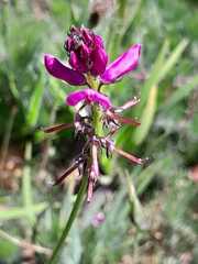 Indigofera capillaris