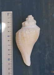 Brunneifusus ternatanus