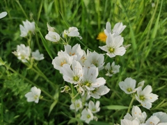 Cerastium maximum