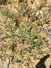 Indigofera capillaris