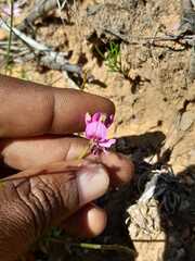 Indigofera capillaris