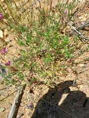 Indigofera capillaris