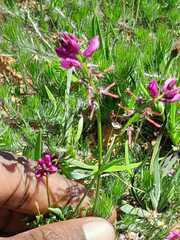 Indigofera capillaris