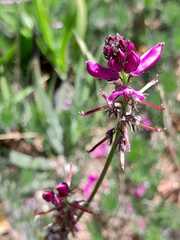 Indigofera capillaris